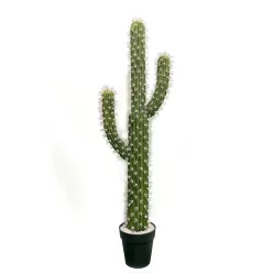 KAKTUSZ SAGUARO, CSERÉPPEL, 3 TÖRZS, ZÖLD
