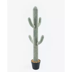 KAKTUSZ SAGUARO, CSERÉPPEL, 5 TÖRZS, ZÖLD
