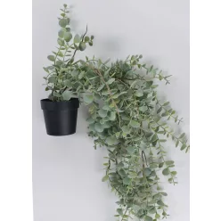 FUTÓ EUCALYPTUS CSERÉPBEN