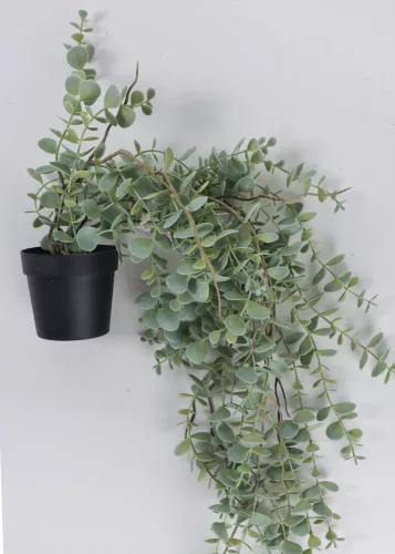 FUTÓ EUCALYPTUS CSERÉPBEN