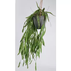 FUTÓ ALOE*5+CSER.ZÖLD    55