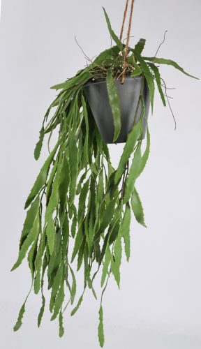 FUTÓ ALOE*5+CSER.ZÖLD    55