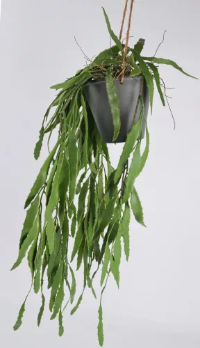 FUTÓ ALOE*5+CSER.ZÖLD    55