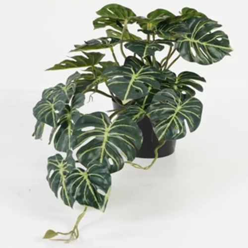 MONSTERA BOKOR ZÖLD27L50*25