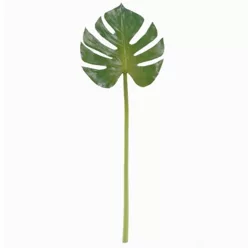 MONSTERA LEVÉL ZÖLD   21*66