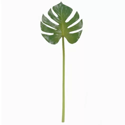 MONSTERA LEVÉL ZÖLD   21*66