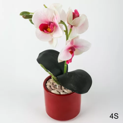 KASPÓ ORCHIDEÁVAL 4S